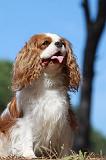 CAVALIER KING CHARLES 334